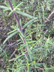 Salvia brandegeei