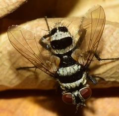 Trigonospila transvittata