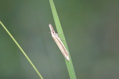 Pleurota pyropella