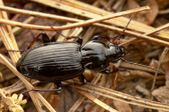 Pterostichus mutus