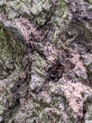Camponotus herculeanus