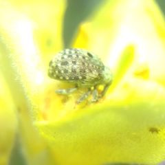 Curculioninae