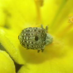Curculioninae