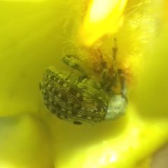 Curculioninae