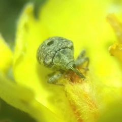Curculioninae