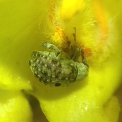 Curculioninae