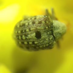 Curculioninae
