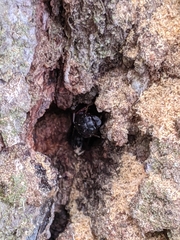 Camponotus herculeanus