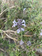 Salvia brandegeei