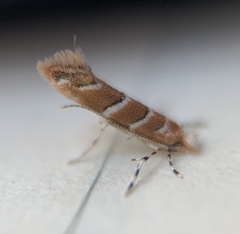 Cameraria ostryarella