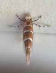 Cameraria ostryarella