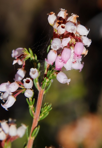 Image of Erica verecunda by (c) Tony Rebelo, some rights reserved (CC BY-SA)
