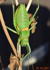 Steropleurus andalusius