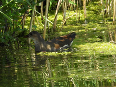 Gallinula chloropus