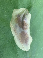 Cameraria ostryarella