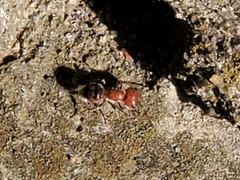 Myrmilloides grandiceps