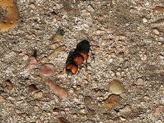 Pseudomethoca oceola