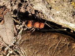 Pseudomethoca oceola