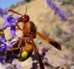 Rhynchium oculatum oculatum