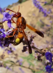 Rhynchium oculatum oculatum