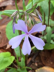 Phlox divaricata divaricata