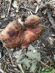 Gastroboletus