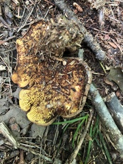 Gastroboletus