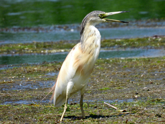 Ardeola ralloides