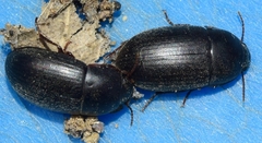 Crypticus gibbulus