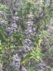 Salvia brandegeei