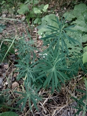 Esula