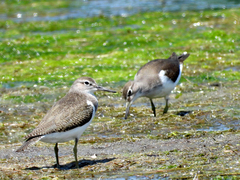 Actitis hypoleucos