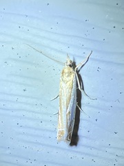 Crambus praefectellus