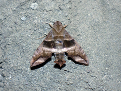 Perigonia lusca