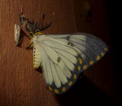Pseudaphelia apollinaris