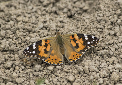 Vanessa cardui