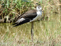 Himantopus himantopus