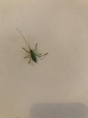 Callicrania ramburii