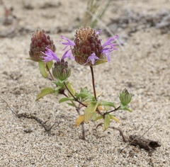 Monardella sinuata nigrescens
