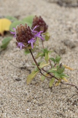 Monardella sinuata nigrescens