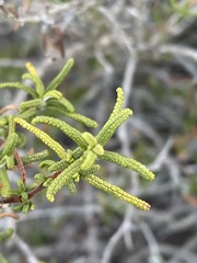 Salvia brandegeei