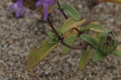 Monardella sinuata nigrescens