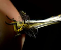 Pseudaphelia apollinaris