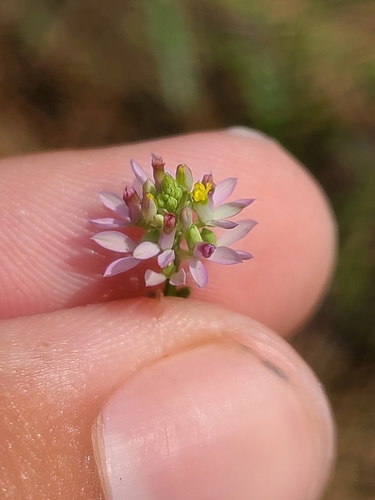 Image of Senega mariana by (c) Jeff Wilson, some rights reserved (CC BY)