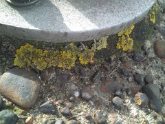 Fungi
