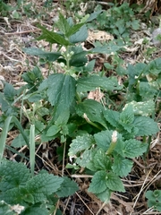 Lamium album