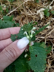 Lamium album
