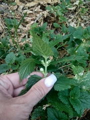 Lamium album