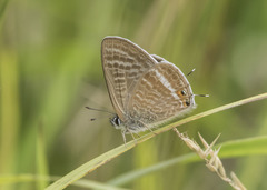 Lampides boeticus