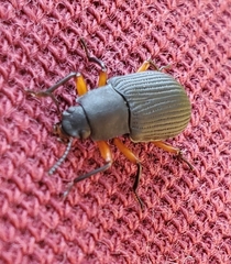 Haplandrus fulvipes
